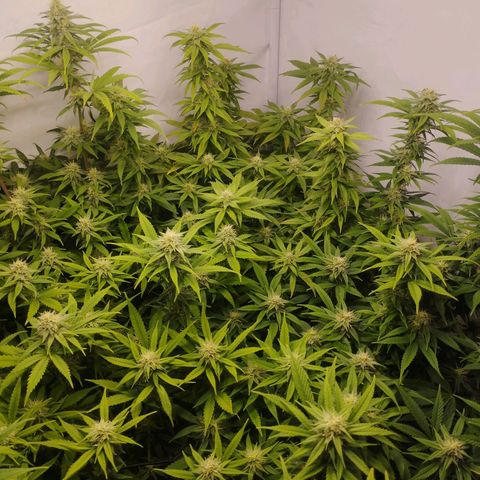 Pure Indica Mittel growlog timeline photo