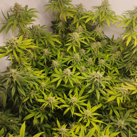 Pure Indica klein growlog timeline photo