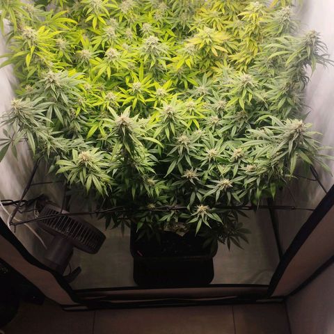 Pure Indica Groß growlog timeline photo