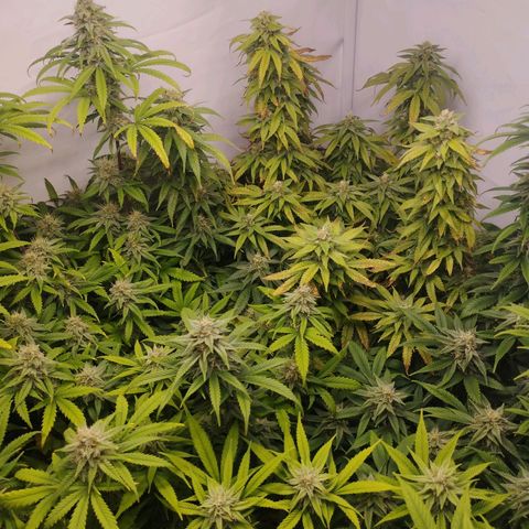 Pure Indica Mittel growlog timeline photo