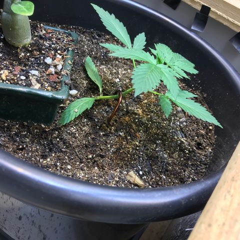 Esquerda Blue amnésia xxl auto 🌱 growlog photo: Tenho esperança de 20g 🙏🏻🙏🏻 mas tá em marcha lenta minha menina 🫐🌱 Mais 60 dias pra 🔪 se tudo caminhar bem. Atualizarei mais vezes!