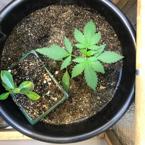 Esquerda Blue amnésia xxl auto 🌱 growlog photo: Tenho esperança de 20g 🙏🏻🙏🏻 mas tá em marcha lenta minha menina 🫐🌱 Mais 60 dias pra 🔪 se tudo caminhar bem. Atualizarei mais vezes!