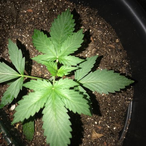 Esquerda Blue amnésia xxl auto 🌱 growlog photo: Tenho esperança de 20g 🙏🏻🙏🏻 mas tá em marcha lenta minha menina 🫐🌱 Mais 60 dias pra 🔪 se tudo caminhar bem. Atualizarei mais vezes!