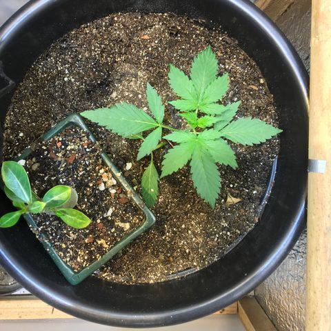 Esquerda Blue amnésia xxl auto 🌱 growlog photo: Tenho esperança de 20g 🙏🏻🙏🏻 mas tá em marcha lenta minha menina 🫐🌱 Mais 60 dias pra 🔪 se tudo caminhar bem. Atualizarei mais vezes!