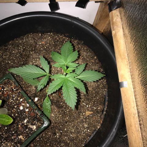 Esquerda Blue amnésia xxl auto 🌱 growlog photo: Tenho esperança de 20g 🙏🏻🙏🏻 mas tá em marcha lenta minha menina 🫐🌱 Mais 60 dias pra 🔪 se tudo caminhar bem. Atualizarei mais vezes!