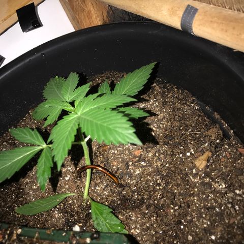 Esquerda Blue amnésia xxl auto 🌱 growlog photo: Tenho esperança de 20g 🙏🏻🙏🏻 mas tá em marcha lenta minha menina 🫐🌱 Mais 60 dias pra 🔪 se tudo caminhar bem. Atualizarei mais vezes!