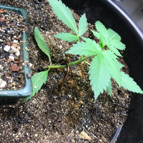 Esquerda Blue amnésia xxl auto 🌱 growlog photo: Tenho esperança de 20g 🙏🏻🙏🏻 mas tá em marcha lenta minha menina 🫐🌱 Mais 60 dias pra 🔪 se tudo caminhar bem. Atualizarei mais vezes!