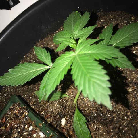 Esquerda Blue amnésia xxl auto 🌱 growlog photo: Tenho esperança de 20g 🙏🏻🙏🏻 mas tá em marcha lenta minha menina 🫐🌱 Mais 60 dias pra 🔪 se tudo caminhar bem. Atualizarei mais vezes!