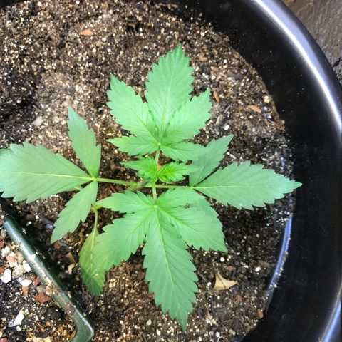 Esquerda Blue amnésia xxl auto 🌱 growlog photo: Tenho esperança de 20g 🙏🏻🙏🏻 mas tá em marcha lenta minha menina 🫐🌱 Mais 60 dias pra 🔪 se tudo caminhar bem. Atualizarei mais vezes!