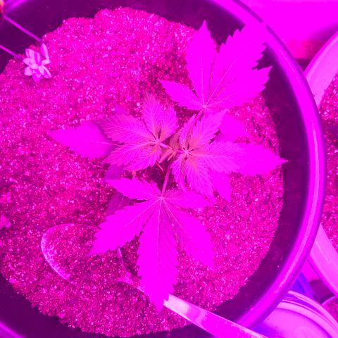 Esquerda Blue amnésia xxl auto 🌱 growlog photo: Seguimooos que está embalando💪🏻🧑🏻‍🌾