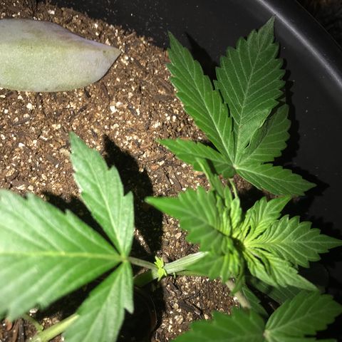Esquerda Blue amnésia xxl auto 🌱 growlog photo: Seguimooos que está embalando💪🏻🧑🏻‍🌾