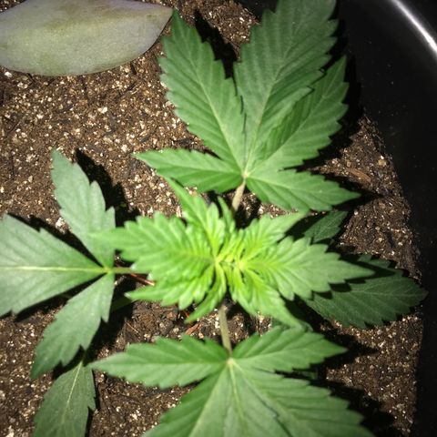 Esquerda Blue amnésia xxl auto 🌱 growlog photo: Seguimooos que está embalando💪🏻🧑🏻‍🌾