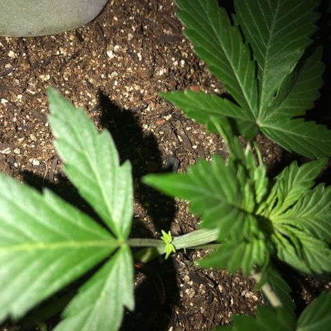 Esquerda Blue amnésia xxl auto 🌱 growlog photo: Seguimooos que está embalando💪🏻🧑🏻‍🌾