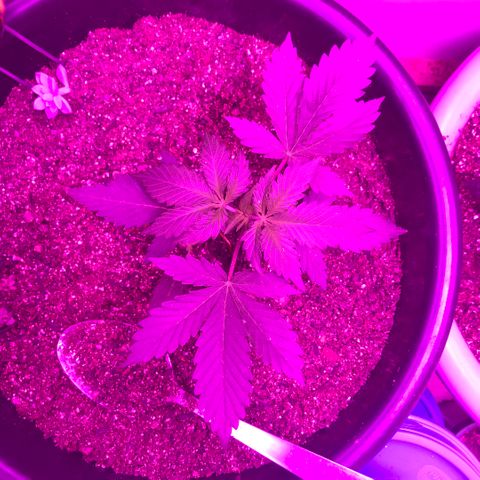 Esquerda Blue amnésia xxl auto 🌱 growlog photo: Seguimooos que está embalando💪🏻🧑🏻‍🌾