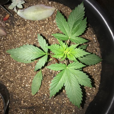 Esquerda Blue amnésia xxl auto 🌱 growlog photo: Seguimooos que está embalando💪🏻🧑🏻‍🌾