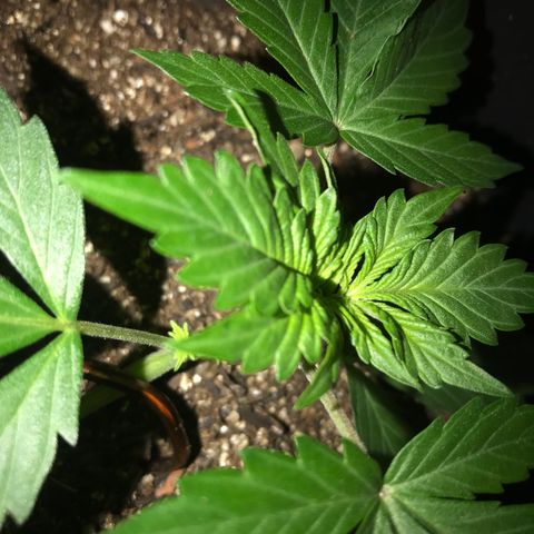 Esquerda Blue amnésia xxl auto 🌱 growlog photo: Seguimooos que está embalando💪🏻🧑🏻‍🌾