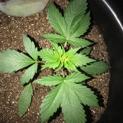Esquerda Blue amnésia xxl auto 🌱 growlog photo: Seguimooos que está embalando💪🏻🧑🏻‍🌾
