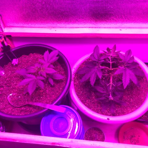 Esquerda Blue amnésia xxl auto 🌱 growlog photo: Seguimooos que está embalando💪🏻🧑🏻‍🌾