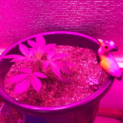 Esquerda Blue amnésia xxl auto 🌱 growlog photo: Coisa lindaaaaa, vem minha menina 🙏🏻🤠