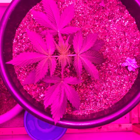 Esquerda Blue amnésia xxl auto 🌱 growlog photo: Coisa lindaaaaa, vem minha menina 🙏🏻🤠