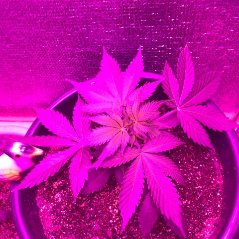 Esquerda Blue amnésia xxl auto 🌱 growlog photo: Mostrando os primeiros pistilos. Pré flora que se inicia.
Assim que secar o substrato deve ser feita a primeira aplicação de fertilizante para floração.✨