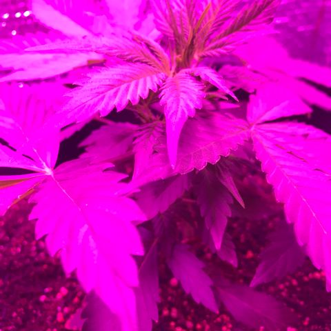 Esquerda Blue amnésia xxl auto 🌱 growlog timeline photo