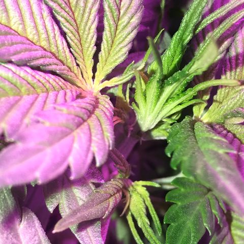 Esquerda Blue amnésia xxl auto 🌱 growlog photo: Mostrando os primeiros pistilos. Pré flora que se inicia.
Assim que secar o substrato deve ser feita a primeira aplicação de fertilizante para floração.✨