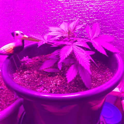 Esquerda Blue amnésia xxl auto 🌱 growlog photo: Mostrando os primeiros pistilos. Pré flora que se inicia.
Assim que secar o substrato deve ser feita a primeira aplicação de fertilizante para floração.✨