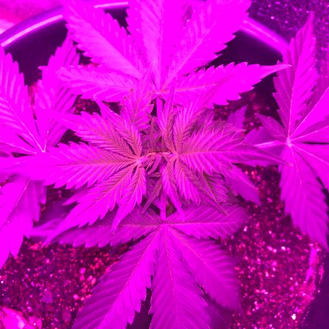 Esquerda Blue amnésia xxl auto 🌱 growlog photo: Mostrando os primeiros pistilos. Pré flora que se inicia.
Assim que secar o substrato deve ser feita a primeira aplicação de fertilizante para floração.✨