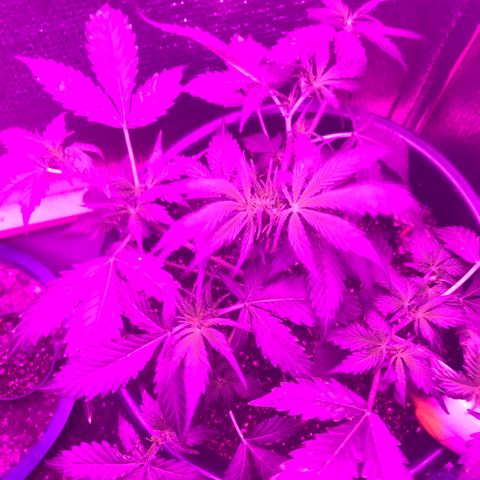 Esquerda Blue amnésia xxl auto 🌱 growlog photo: Primeira desfolhação. 8 dias de flora, estava atrapalhando o desenvolvimento dos ramos inferiores! 🍁 