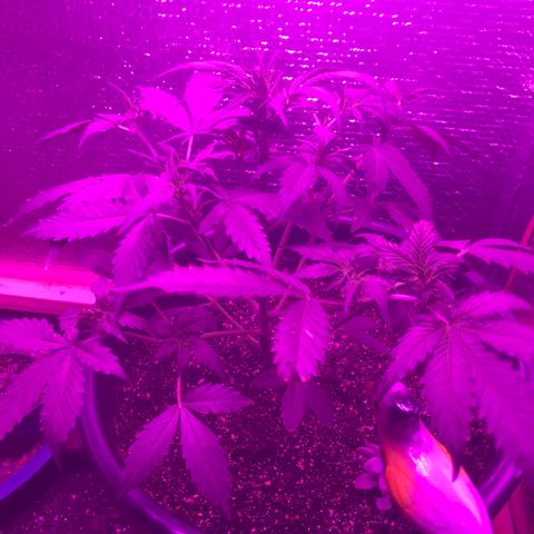 Esquerda Blue amnésia xxl auto 🌱 growlog photo: Primeira desfolhação. 8 dias de flora, estava atrapalhando o desenvolvimento dos ramos inferiores! 🍁 