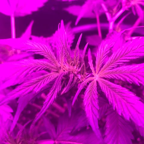 Esquerda Blue amnésia xxl auto 🌱 growlog photo: Primeira desfolhação. 8 dias de flora, estava atrapalhando o desenvolvimento dos ramos inferiores! 🍁 