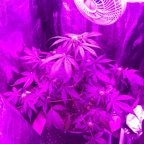 Esquerda Blue amnésia xxl auto 🌱 growlog photo: Vamos q vamos 