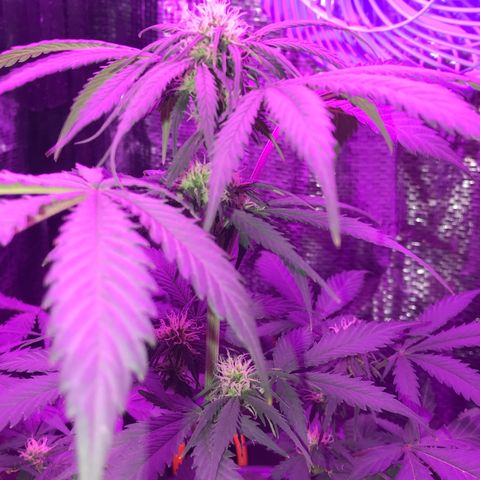 Esquerda Blue amnésia xxl auto 🌱 growlog photo: Vamos q vamos 