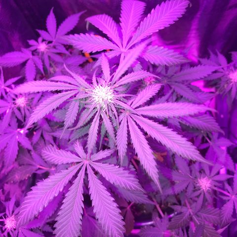 Esquerda Blue amnésia xxl auto 🌱 growlog photo: Vamos q vamos 