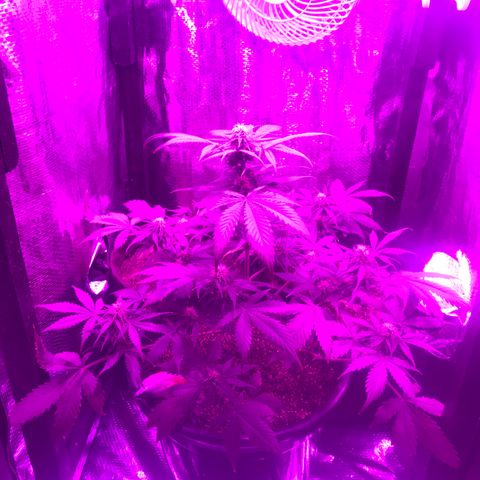 Esquerda Blue amnésia xxl auto 🌱 growlog photo: Acredito que mais 1 mês para a colheita. Expectactativa de rendimento baixou pra 13g.