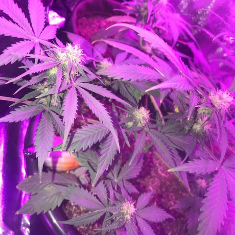 Esquerda Blue amnésia xxl auto 🌱 growlog photo: Acredito que mais 1 mês para a colheita. Expectactativa de rendimento baixou pra 13g.