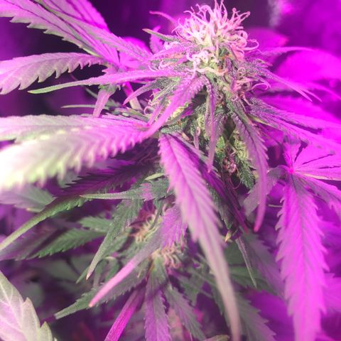 Esquerda Blue amnésia xxl auto 🌱 growlog photo: Acredito que mais 1 mês para a colheita. Expectactativa de rendimento baixou pra 13g.