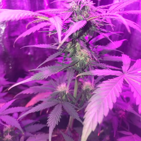 Esquerda Blue amnésia xxl auto 🌱 growlog photo: Acredito que mais 1 mês para a colheita. Expectactativa de rendimento baixou pra 13g.