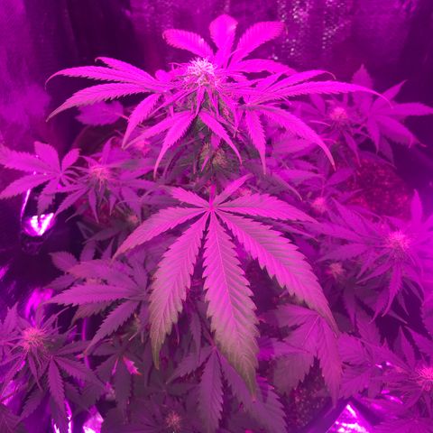 Esquerda Blue amnésia xxl auto 🌱 growlog photo: Acredito que mais 1 mês para a colheita. Expectactativa de rendimento baixou pra 13g.