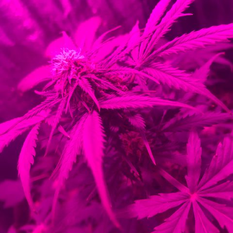 Esquerda Blue amnésia xxl auto 🌱 growlog timeline photo