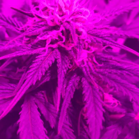Esquerda Blue amnésia xxl auto 🌱 growlog photo: Acredito que mais 1 mês para a colheita. Expectactativa de rendimento baixou pra 13g.