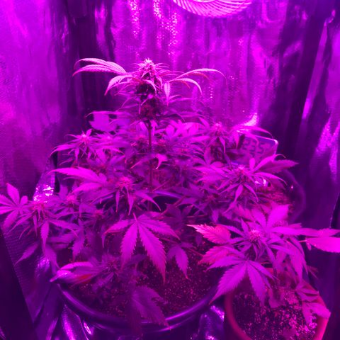 Esquerda Blue amnésia xxl auto 🌱 growlog photo: Lindaa❤️, porém chutando muuuito alto, vai render umas 8g🥺 a xxl kk