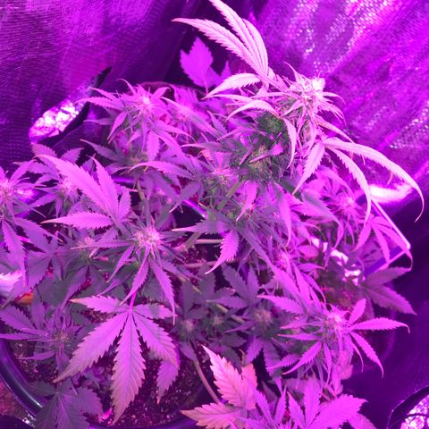 Esquerda Blue amnésia xxl auto 🌱 growlog photo: Lindaa❤️, porém chutando muuuito alto, vai render umas 8g🥺 a xxl kk