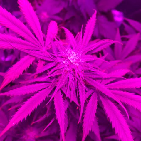 Esquerda Blue amnésia xxl auto 🌱 growlog photo: Lindaa❤️, porém chutando muuuito alto, vai render umas 8g🥺 a xxl kk