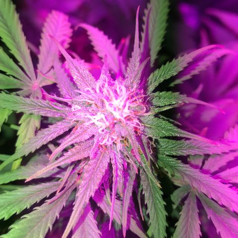 Esquerda Blue amnésia xxl auto 🌱 growlog photo: Lindaa❤️, porém chutando muuuito alto, vai render umas 8g🥺 a xxl kk