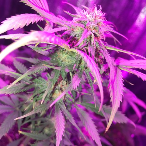 Esquerda Blue amnésia xxl auto 🌱 growlog photo: Lindaa❤️, porém chutando muuuito alto, vai render umas 8g🥺 a xxl kk