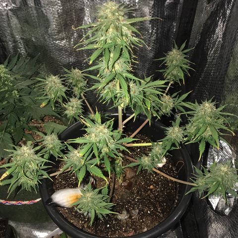 Esquerda Blue amnésia xxl auto 🌱 growlog photo: Mais uns 10 dias