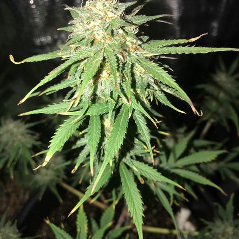 Esquerda Blue amnésia xxl auto 🌱 growlog photo: Mais uns 10 dias