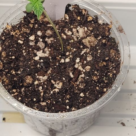 Slurricane growlog timeline photo